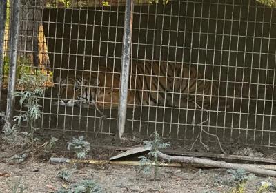 “从院子里搜出一只老虎”！背后是全球圈养虎数量远超野生虎