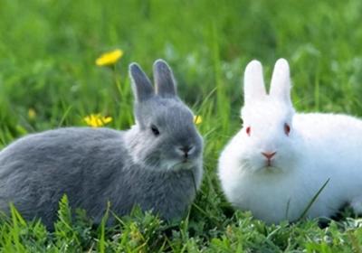 老祖宗说：“兔子不吃窝边草”，其实下半句才经典，却少有人知