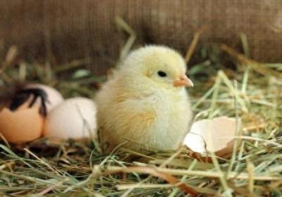 法媒：法国养鸡场只孵母鸡，鸡蛋“性别”鉴定后“雄性”蛋惨遭碾碎