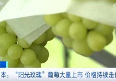 日本“阳光玫瑰”葡萄价格大降！出口量暴跌！啥情况？