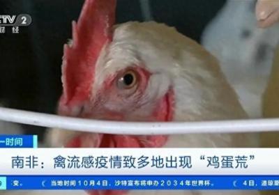 约750万只鸡被扑杀！这里禽流感疫情肆虐，多地出现“鸡蛋荒”...