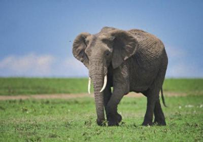 法媒：刚果（金）国家公园一头出逃大象被捕杀，惨遭分食