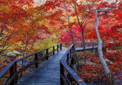 2023红叶观赏地图来了~国内10大最美红叶观赏地，邂逅惊艳秋色！